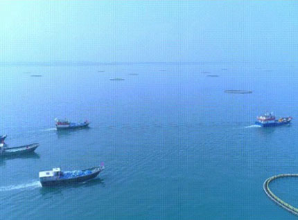 首批漁獲——翔泰2023金鯧魚全面開捕，從南海到餐桌，全程可追溯！